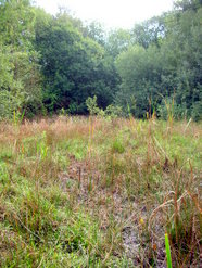 Sep 2013: Settling pond, 3B north